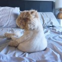 Kaķis Vinstons, kurš sēž kā cilvēks un rāda mēli - 24