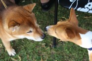 Starptautiska suņu izstāde Ādažos 2016 - 49