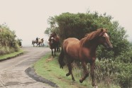 zirgs zirgi ponijs nākotne ceļš lauki