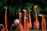 flamingo krāsas