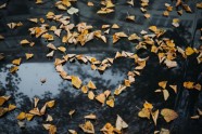 sirds rudens lapas mīlestība
