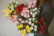 tulpes, tulpe, ziedu klēpis, ziedi, pavasara ziedi