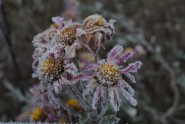 ziema sals ziedi puķes aukstums