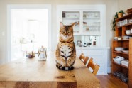 kaķis virtuve mājas nosodījums