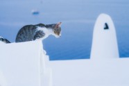 Oija Santorini Grieķija kaķis