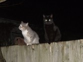 Melnā kaķa māsa un melnais kaķis.