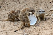 Atklāj surikatu jauno mītni Rīgas zoodārzā - 12