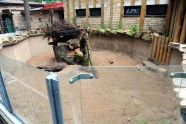 Atklāj surikatu jauno mītni Rīgas zoodārzā - 13