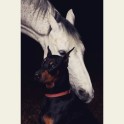 Draudzība starp suni Bosu un zirgu Kontino - 1