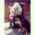 Draudzība starp suni Bosu un zirgu Kontino - 3