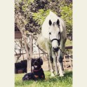 Draudzība starp suni Bosu un zirgu Kontino - 4
