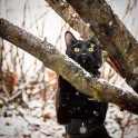 Piedzīvojumu meklētājs – melns kaķis Siriuss Bleks - 3