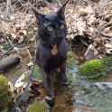 Piedzīvojumu meklētājs – melns kaķis Siriuss Bleks - 4
