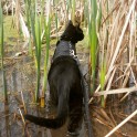 Piedzīvojumu meklētājs – melns kaķis Siriuss Bleks - 5
