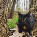 Piedzīvojumu meklētājs – melns kaķis Siriuss Bleks - 8