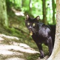 Piedzīvojumu meklētājs – melns kaķis Siriuss Bleks - 10