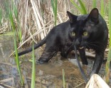 Piedzīvojumu meklētājs – melns kaķis Siriuss Bleks - 12