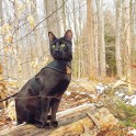 Piedzīvojumu meklētājs – melns kaķis Siriuss Bleks - 20