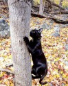 Piedzīvojumu meklētājs – melns kaķis Siriuss Bleks - 21