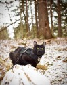 Piedzīvojumu meklētājs – melns kaķis Siriuss Bleks - 22