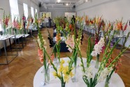 Gladiolu izstāde Dabas muzejā 2016 - 11