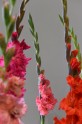 Gladiolu izstāde Dabas muzejā 2016 - 12