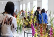 Gladiolu izstāde Dabas muzejā 2016 - 16