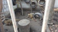 "Mini zoo" – Klaipēdas zooloģiskais dārzs - 7