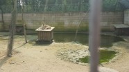"Mini zoo" – Klaipēdas zooloģiskais dārzs - 9