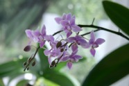 Orhideju izstāde LU Botāniskajā dārzā - 2