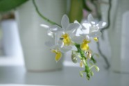Orhideju izstāde LU Botāniskajā dārzā - 3