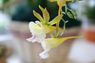 Orhideju izstāde LU Botāniskajā dārzā - 6