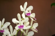 Orhideju izstāde LU Botāniskajā dārzā - 9