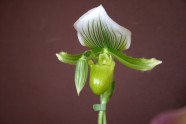 Orhideju izstāde LU Botāniskajā dārzā - 10