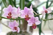 Orhideju izstāde LU Botāniskajā dārzā - 11
