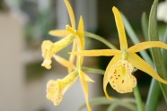 Orhideju izstāde LU Botāniskajā dārzā - 12