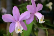 Orhideju izstāde LU Botāniskajā dārzā - 13