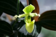 Orhideju izstāde LU Botāniskajā dārzā - 14