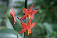 Orhideju izstāde LU Botāniskajā dārzā - 15