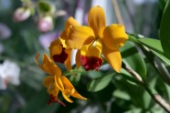 Orhideju izstāde LU Botāniskajā dārzā - 17