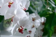 Orhideju izstāde LU Botāniskajā dārzā - 18