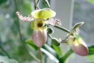 Orhideju izstāde LU Botāniskajā dārzā - 19