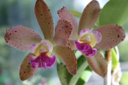 Orhideju izstāde LU Botāniskajā dārzā - 20