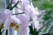 Orhideju izstāde LU Botāniskajā dārzā - 21