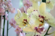 Orhideju izstāde LU Botāniskajā dārzā - 22