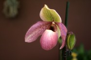 Orhideju izstāde LU Botāniskajā dārzā - 23