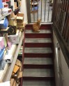Kaķis Bobo, kurš dzīvo veikalā - 2