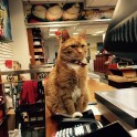 Kaķis Bobo, kurš dzīvo veikalā - 3