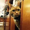 Kaķis Bobo, kurš dzīvo veikalā - 5