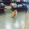 Kaķis Bobo, kurš dzīvo veikalā - 7